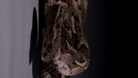 Puff-Adder-snake-starts-moving-head-while-curled-at-night-under-bright-light---Vertical