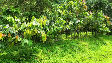 Vista-Circular-De-Una-Plantación-De-Cacao-En-Santo-Tomé-Y-Príncipe,-África