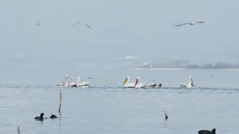 Ein-Kurzer-Blick-Auf-Krauskopfpelikane,-Die-In-Zeitlupe-Im-Kerkini-See-In-Griechenland-Schwimmen