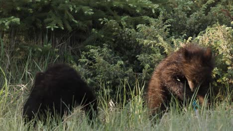 In-the-soft-light-of-dawn,-two-wild-grizzly-bear-cubs-are-spotted-in-a-tranquil-forest-clearing,-engaging-in-their-natural-behavior-as-they-graze-peacefully-amongst-the-greenery