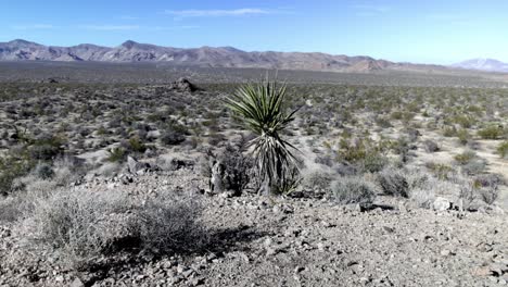 Young-Joshua-Tree-in-Joshua-Tree-National-Park-in-California-with-gimbal-video-walking-forward