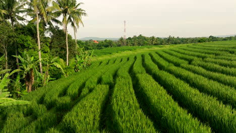 Rows-of-verdant-rice-crops-next-to-lush-forested-area,-low-aerial-dolly