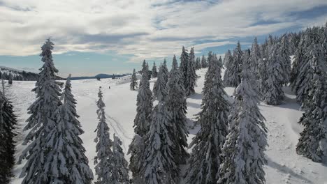 Snow-covered-fir-trees-in-Siriu-Mountains-with-sunlight-and-shadows,-aerial-view