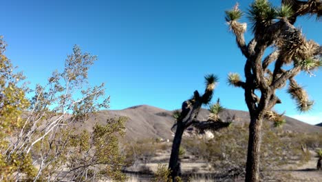 Joshua-Trees-in-Joshua-Tree-National-Park-with-video-panning-right-to-left