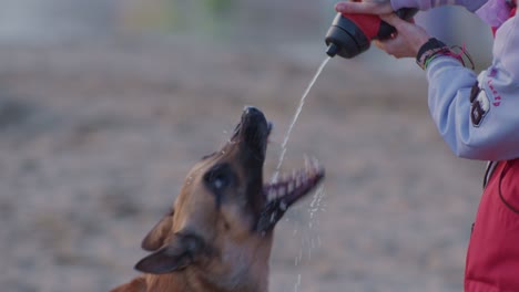 drinking-pet-animal-shepherd-dog-on-the-beach,-slowmotion-cinematic-style