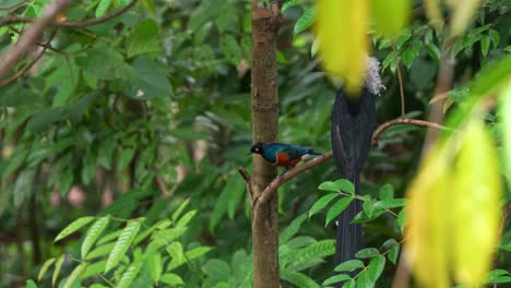 Superb-starling-with-striking-plumage-perched-on-tree-branch-beside-a-Western-long-tailed-hornbill,-chattering-calls,-spread-its-wings-and-fly-away