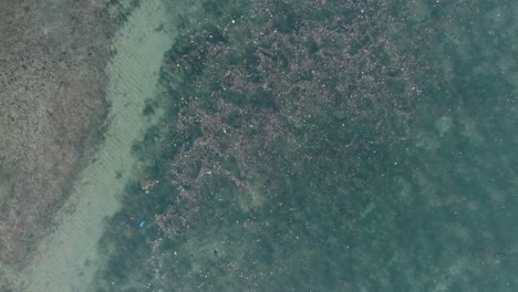 Top-down-quickly-ascending-drone-shot-of-polluted-water-filled-with-trash-floating-over-dead-coral-reef-in-the-turqouise-tropical-water-of-Bali-Indonesia