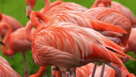 Close-up-shot-of-a-flock-of-American-flamingo,-phoenicopterus-ruber-standing-with-one-foot,-preening-and-grooming-its-vibrant-plumage,-an-exotic-bird-species