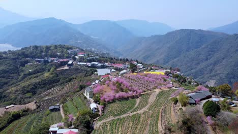 Lush-hillside-village-with-blooming-cherry-blossoms-and-terraced-fields,-sunny-day,-aerial-view