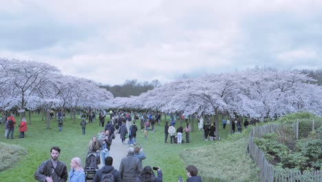 Viele-Besucher-Möchten-Die-Blühenden-Bäume-Im-Kirschblütenpark-Im-Amsterdamse-Bos,-Amstelveen-Sehen