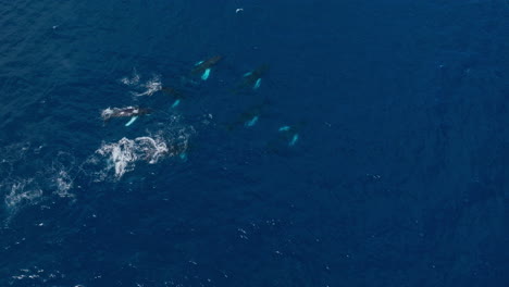 Weite-Luftaufnahme-Aus-Der-Vogelperspektive-Einer-Herde-Buckelwale,-Die-Gemächlich-Unter-Der-Oberfläche-Schwimmen-Und-Gelegentlich-Wehen