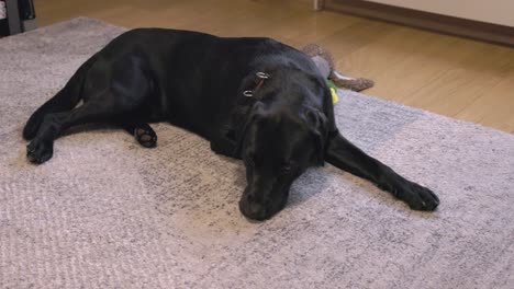Statische-Aufnahme-Eines-Schwarzen-Labradors,-Der-Seine-Augen-Schließt-Und-Versucht,-Auf-Einem-Teppich-Zu-Schlafen