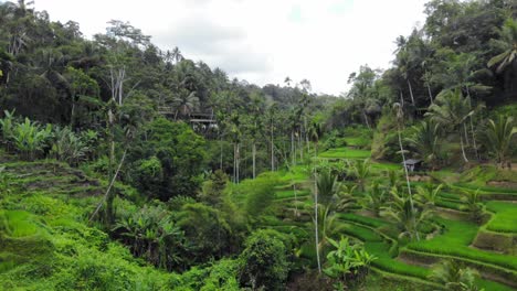 Luftaufnahme-Von-Tegallalang-Reisterrassen-Und-üppigem-Dschungel-In-Gianyar,-Bali,-Indonesien