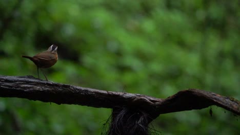 A-Javan-black-capped-babbler-with-brown-feathers-walking-on-the-wooden-branch-while-eating-termites