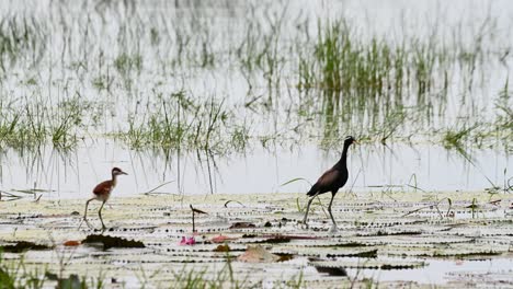 Das-Vogelbaby-Springt-Von-Hinten-Gesehen-Und-Bewegt-Sich-Dann-Nach-Rechts,-Während-Die-Vogelmutter-Nach-Rechts-Blickt,-Bronzeflügel-Blatthühnchen-(Metopidius-Indicus),-Thailand