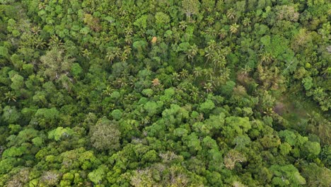 Top-down-drone-footage-of-jungle-of-Siquijor-in-the-Philippines