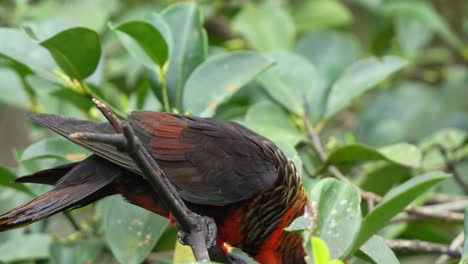 Loud-and-noisy-dusky-lory,-pseudeos-fuscata-perched-on-treetop,-bobbing-its-head,-and-flapping-its-wings,-seeking-attention,-close-up-shot-of-the-bird-species