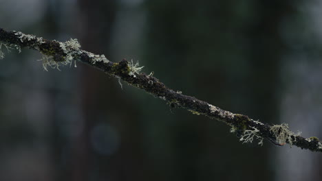 Branch-with-lichen-blowing-gently-in-wind