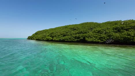 Mangrove-forest-at-Boca-de-Bobos-in-Los-Roques,-turquoise-waters-and-lush-greenery,-sunny-day