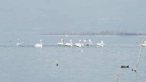 Krauskopfpelikane-Schwimmen-In-Zeitlupe-Im-Kerkini-See-In-Griechenland