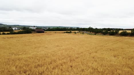 Aerial:-Fly-over-a-huge-cornfield-in-rural-Germany