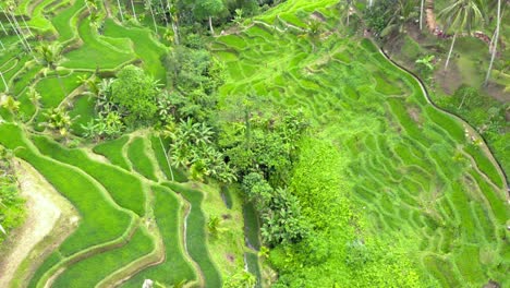 Las-Impresionantes-Terrazas-De-Arroz-De-Tegallalang-En-Bali,-Indonesia,-Que-Muestran-Su-Intrincada-Belleza-Y-Su-Exuberante-Vegetación-Desde-Una-Perspectiva-Aérea.