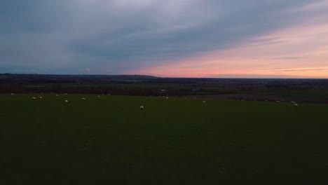 Drone-Disparó-Sobre-Un-Campo-De-Ovejas-Al-Atardecer-4k