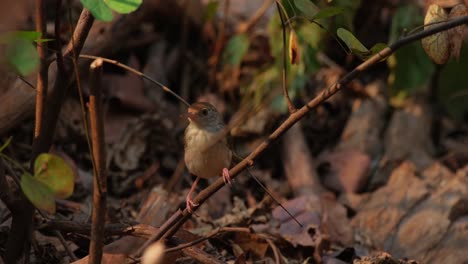 Perched-on-a-low-twig-near-the-ground-looking-around-chirping-then-jumps-off-to-go-away,-Common-Tailorbird-Orthotomus-sutorius-Foraging,-Thailand