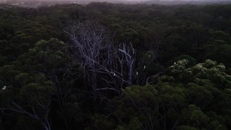 Escena-Dentro-De-La-Selva-Con-Pájaros-Descansando-En-La-Naturaleza-Protegida-En-El-Interior-De-Noosa,-Queensland,-Australia