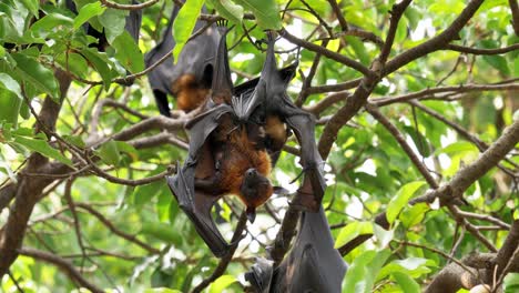 Lyle's-flying-fox--on-a-tree,-animal-backgrounds
