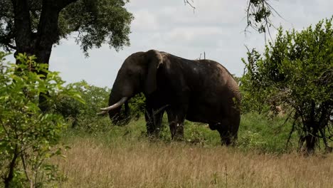 Elephant-Bull-grazing-in-the-wild