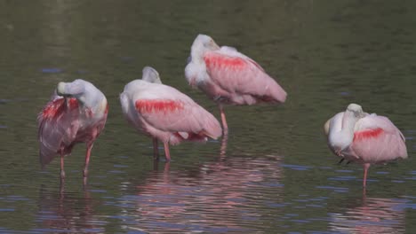 Grupo-De-Espátulas-Rosadas-Rosadas-De-Florida-Acicalándose-En-Aguas-Poco-Profundas