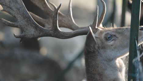 A-close-up-smooth-shot-of-a-group-of-wild-deer-with-huge-sharp-horns,-warm-sun-lighting-on-his-face,-Slow-motion-4K-video,-wildlife-in-America