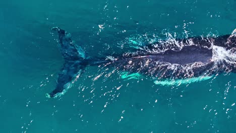 Close-up-aerial-birdseye-view-of-a-mother-and-calf-swimming-in-warm-turquoise-tropical-waters-of-the-Caribbean