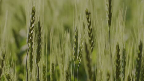 A-hand-held-extreme-close-up-focus-shift-shot-of-green-wheat-strands-on-a-wheat-farmland-swaying-in-the-wind-during-a-sunny-day