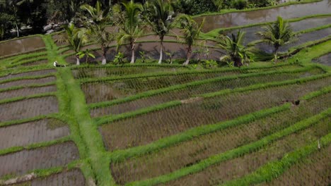 Newly-planted-rice-fields-on-a-hill,-aerial-view-of-agruculture-land-with-palm-trees-and-a-river