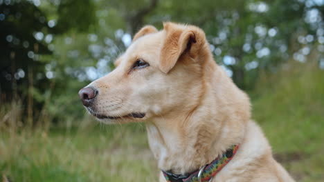 Labrador-Retriever-Porträt