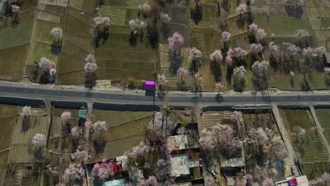 Vista-Aérea-De-La-Temporada-De-Flores-En-Skardu,-Pakistán-Durante-La-Tarde