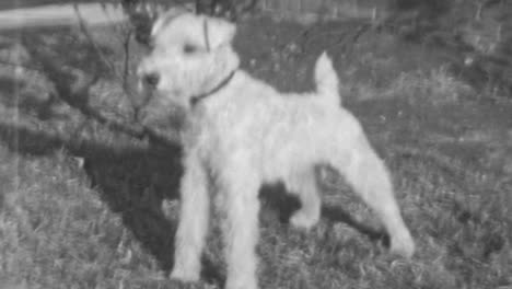 Wire-Fox-Terrier-Hund-Mit-Seinem-Drahtigen-Weißen-Fell-Glänzt-Im-Warmen-Sonnenlicht-Eines-Morgens-In-Den-1930er-Jahren