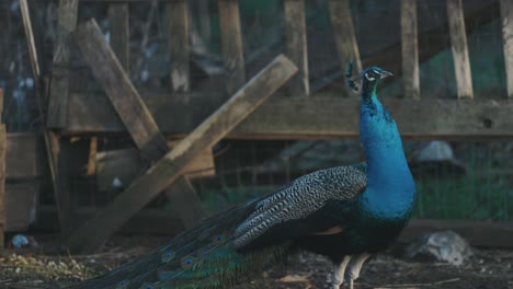 A-close-up-shot-of-a-moving-colorful-Peacock-with-a-textured-tail,-beautiful-feathers,-blue-neck,-4K-video-Slow-motion,-wildlife-in-America
