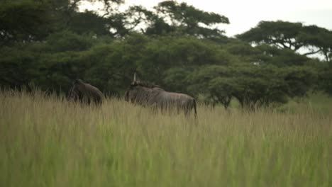 Wildebeest-walking-through-the-tall-grass