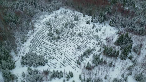 Fresh-planted-forest-reforestation-evergreen-spruce-aerial-during-winter-snow