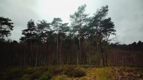 Pine-trees-in-chilly-dark-winter-wilderness-in-Dutch-national-park-Maasduinen