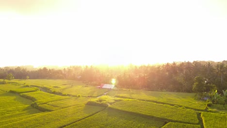 Sonnenuntergangslandschaft-über-Grünen-Reisfeldern-Auf-Bali,-Indonesien---Drohnenaufnahme
