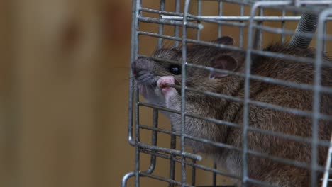 Eine-Wanderratte,-Rattus-Norvegicus,-Versucht,-Sich-Aus-Einer-Lebendfalle-Aus-Metall-Zu-Befreien.