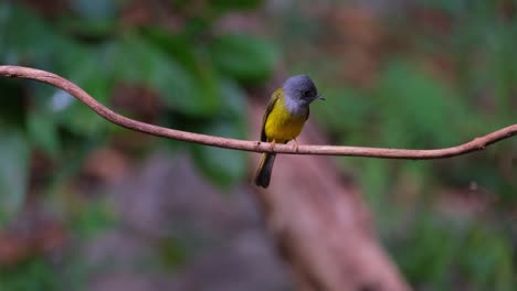 Von-Hinten-Gesehen,-Schaut-Er-Sich-Hektisch-Um-Und-Hüpft-Herum,-Um-In-Die-Kamera-Zu-Blicken,-Graukopf-Kanarienschnäpper-Culicicapa-Ceylonensis,-Thailand