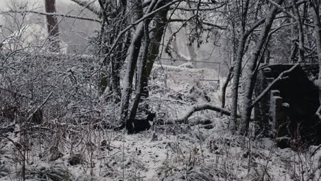 Katze-Im-Verschneiten-Wald-An-Einem-Kalten-Wintertag