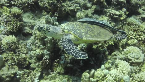 Tortuga-Acompañada-De-Peces-Remora-Por-El-Arrecife-De-Coral-Del-Mar-Rojo-De-Egipto-Filmada-En-4k