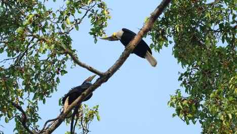 Macho-Dando-Comida-A-La-Hembra-Mientras-Está-Posado-En-Una-Rama,-Cálao-Envuelto-Rhyticeros-Undulatus-Macho-hembra,-Tailandia