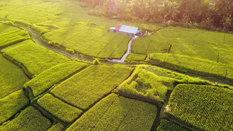 Luftaufnahme-Der-Reisfelder-Von-Bali-Bei-Sonnenaufgang-Oder-Sonnenuntergang-In-Indonesien